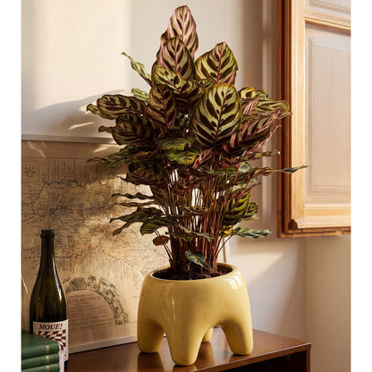 BUDDY Planter | Butter Yellow