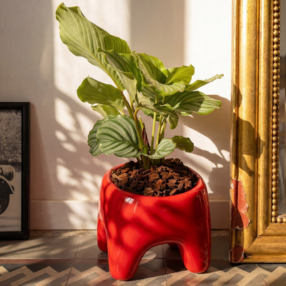 BUDDY Planter | Poppy Red